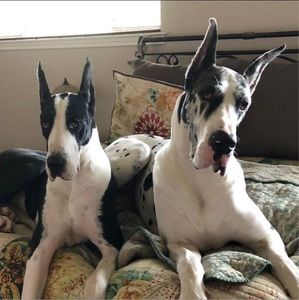 Meet your Posher, Sandy